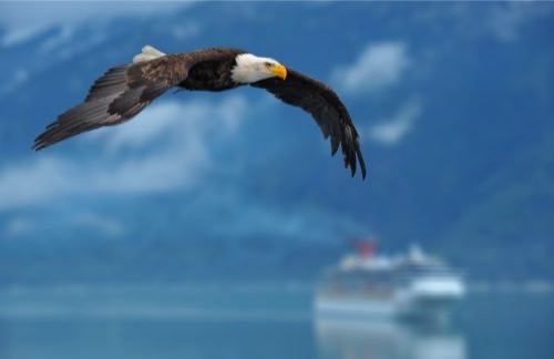 Cruise foto
